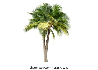 Coconut plam tree isolated on white background.