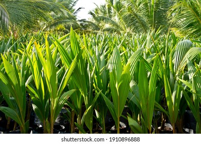 coconut Plant, Seed growing. agriculture