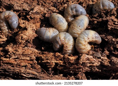 Coconut rhinoceros beetle larvae (Oryctes rhinoceros) on dead coconut trees. Rhinoceros beetles, insect pests, coconut and palm trees