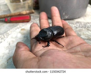 coconut rhinoceros beetle indonesia