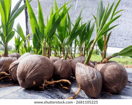 Coconut sapling in the nursery. Coconuts seedlings ready for planting in the garden