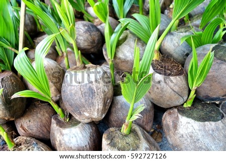 Coconut seedlings.