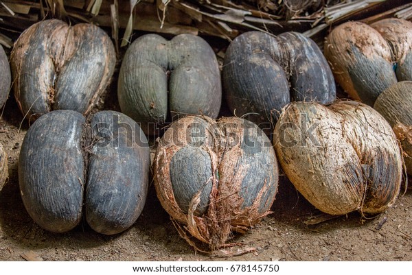 Coconut Seychelles Coco De Mer Stock Photo (Edit Now) 678145750