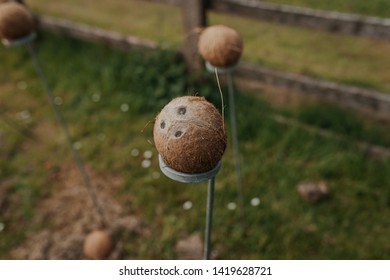 Coconut Shy Lined Up For Party Games