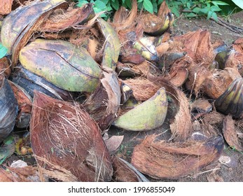 Coconut Skin That Can Be Used And Reused Becomes A Valuable Object