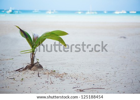 Coconut sprout growing on a white sand tropical beach