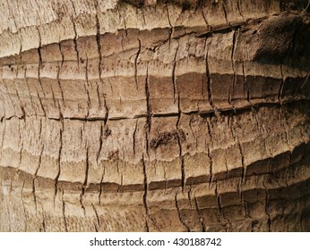 Coconut Texture