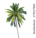coconut tree