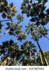A coconut tree.