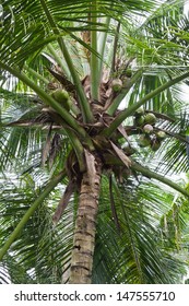Coconut tree