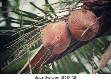 Coconut tree