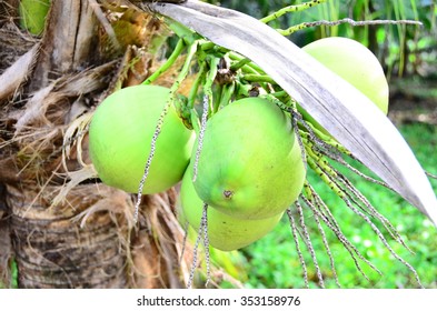 coconut tree