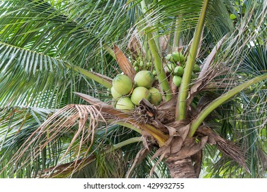 Coconut Tree