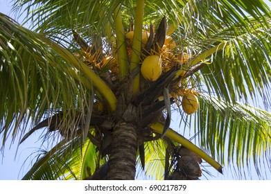 Beautiful Coconut Tree My Branch Stock Photo (Edit Now) 740337019