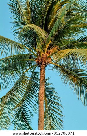 Coconut tree