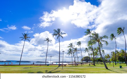 Coconut Tree At Ala Moana Beach Park, Hawaii