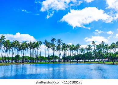 Coconut Tree At Ala Moana Beach Park, Hawaii