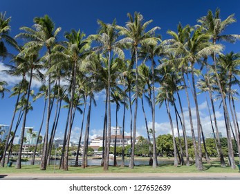 Coconut Tree At Ala Moana Beach Park, Hawaii