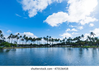 Coconut Tree At Ala Moana Beach Park, Hawaii