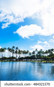 Coconut Tree At Ala Moana Beach Park, Hawaii