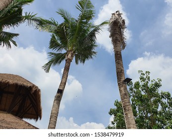 Coconut Tree Alive And Coconut Tree Dead