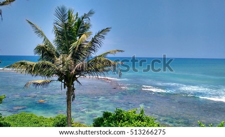 coconut tree and beach