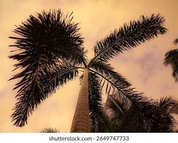 A Coconut Tree in Beach with Cloudy Evening Views, Cinematic Photos, Coconut Tree, Sunset Rays in the Clouds, Evening Lights of Sun, Sun Rays, Coconut Tree in Beach, Beaches Picture, Evening Views.