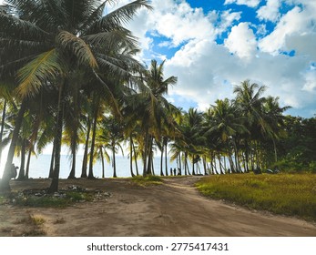 Coconut tree in beach with cloudy sky