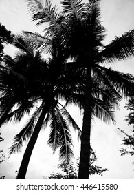 Coconut tree black light, Black and white background - Shutterstock ID 446415580