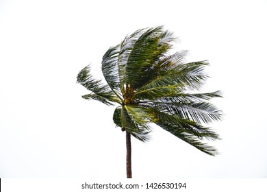 Coconut tree blowing in the wind isolated in white background. Palm tree branches blowing in the wind isolated on white background.