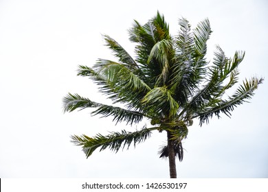 Coconut Tree Blowing In The Wind Isolated In White Background. Palm Tree Branches Blowing In The Wind Isolated On White Background.