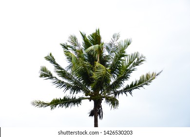 Coconut Tree Blowing In The Wind Isolated In White Background. Palm Tree Branches Blowing In The Wind Isolated On White Background.