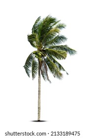 Coconut Tree Blowing In The Wind Isolated In White Background. Palm Tree Branches Blowing In The Wind Isolated On White Background.