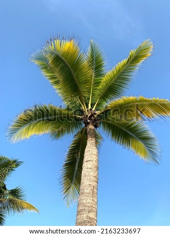 coconut tree with blue sky background  