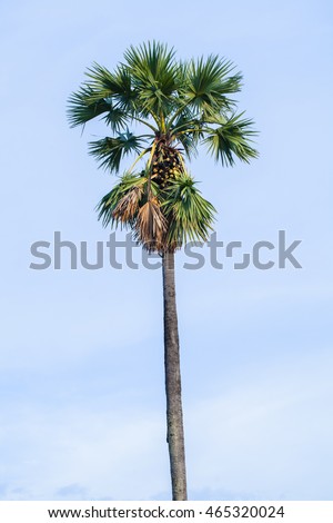 Coconut tree with blue sky background.