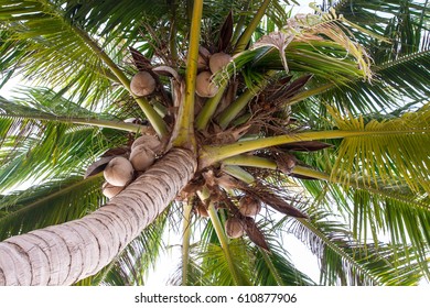 Coconut Tree Bottom Top Coconut Brown Stock Photo 610877906 | Shutterstock