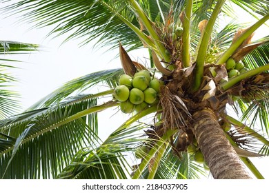 1,944 Coconut nesting Images, Stock Photos & Vectors | Shutterstock