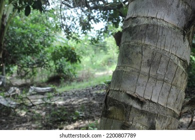 Coconut Tree Close Up In The Garden