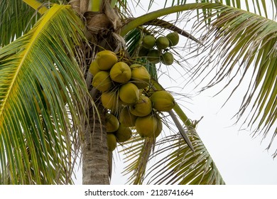 Coconut Tree Close Up. Palm Leaves And Coconuts Against A Cloudy Sky.