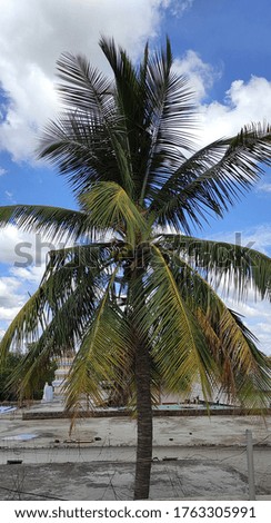 coconut tree in a cloudy seson