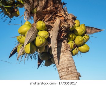 Coconut tree (Cocos nucifera) Cozumel, Mexico