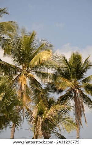 Coconut Tree (Cocos nucifera), a member of the palm tree family (Arecaceae) and the only living species of the genus Cocos, in Chon Buri Province, Thailand, Asia 