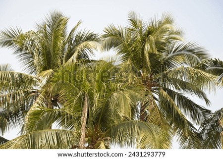 Coconut Tree (Cocos nucifera), a member of the palm tree family (Arecaceae) and the only living species of the genus Cocos, in Chon Buri Province, Thailand, Asia 