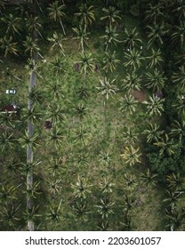 Coconut Tree Farm Located At Pengkalan Kubor, Malaysia