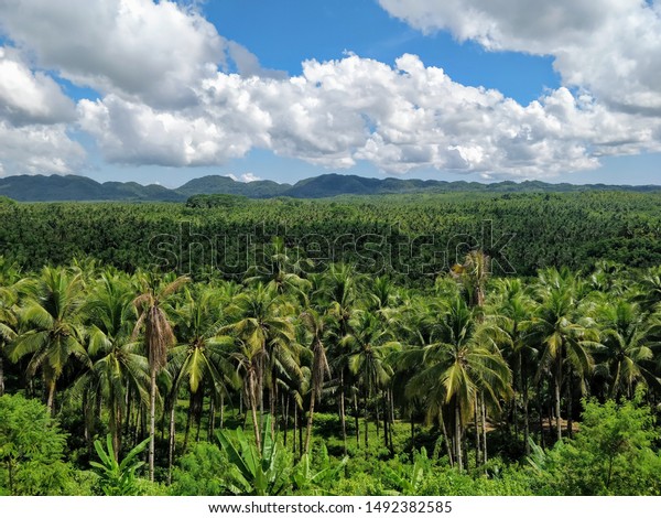 Coconut Tree Field Siargao Island Philippines Stock Photo (Edit Now ...