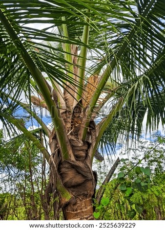 Coconut tree and coconut flower.