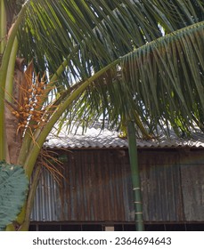 Coconut tree with flowers beside a tin shade house. - Shutterstock ID 2364694643