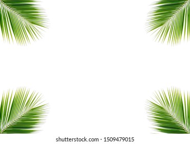 Coconut Tree Frame Isolated On White Stock Photo 1509479015 | Shutterstock