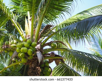 Coconut Tree Fruit Stock Stock Photo 661377433 | Shutterstock