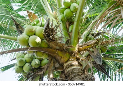 Coconut Petiole Images, Stock Photos & Vectors | Shutterstock